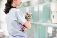 Brisbane Veterinary Emergency & Critical Care Services image 6